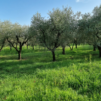 Adiacenze zona urbana, panoramico terreno agricolo