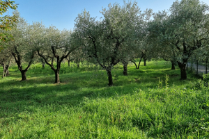 Adiacenze zona urbana, panoramico terreno agricolo