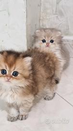 Gattini british longhair