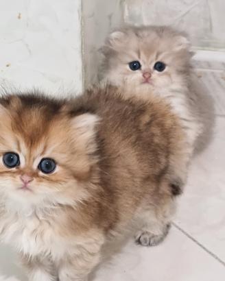 Gattini british longhair