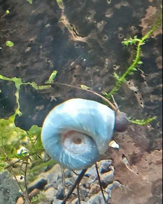 Lumache Planorbelle dury