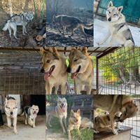 Cuccioli di cane lupo cecoslovacco