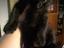 Immagine 4