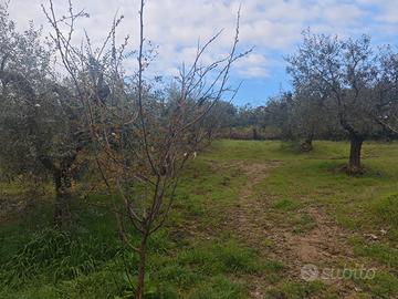 Terreno a Montopoli 7000mq con 90 ulivi e trattore