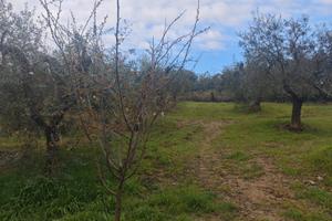 Terreno a Montopoli 7000mq con 90 ulivi e trattore