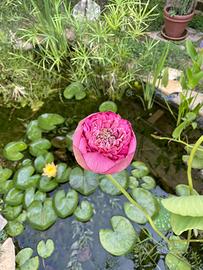 Fior di Loto di grandezza media, fiore doppio