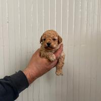 Barboncino mini toy albicocca maschio