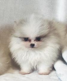 Spitz tedesco nano Pomerania mini femmina