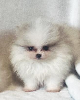 Spitz tedesco nano Pomerania mini femmina