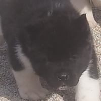 Cuccioli di Akita Americano