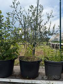 Albero painta di olivo frantoio