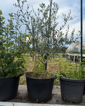 Albero painta di olivo frantoio