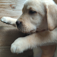 Cuccioli di labrador retriever biondi