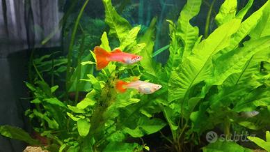 Guppy femmina Full Red puri