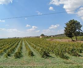Terreno agricolo nel territori di Menfi - genovese
