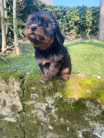 Femmina di Yorkshire