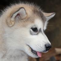 Alaskan Malamute Cuccioli - Pronti subito