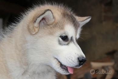 Alaskan Malamute Cuccioli - Pronti subito