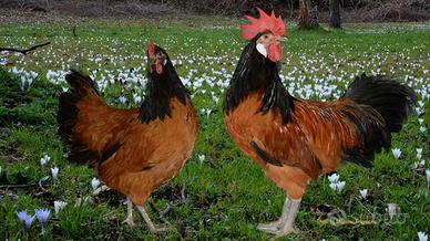 La gallina rossa e nera vorwerk