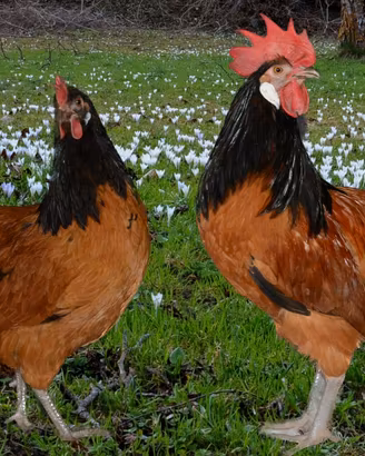 La gallina rossa e nera vorwerk
