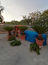 cycas complete di vaso