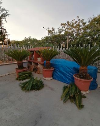 cycas complete di vaso
