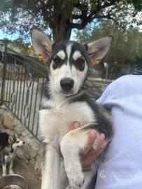 Cucciola simil Husky di 5 mesi