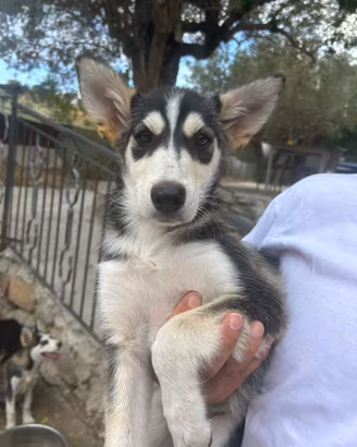 Cucciola simil Husky di 5 mesi