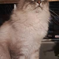 Gatto Siberiano per monta