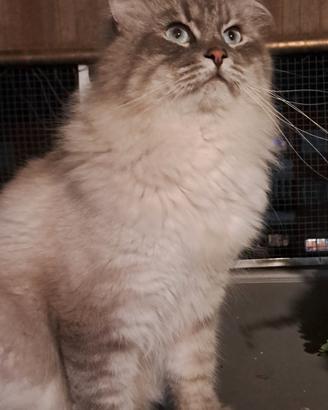 Gatto Siberiano per monta