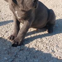 Cane corso