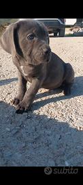 Cane corso