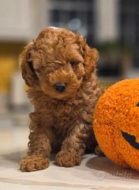 Cuccioli barboncino mini toy red maschi femmine