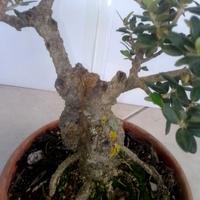 Bonsai di olivastro 