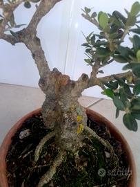 Bonsai di olivastro 