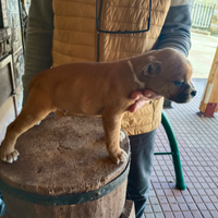 Staffordshire bull terrier