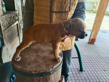 Staffordshire bull terrier