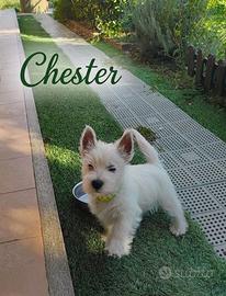 Cucciolo di West Highland White Terrier