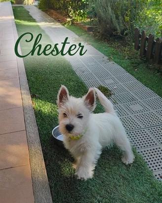 Cucciolo di West Highland White Terrier