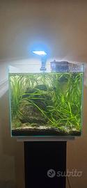Acquario 