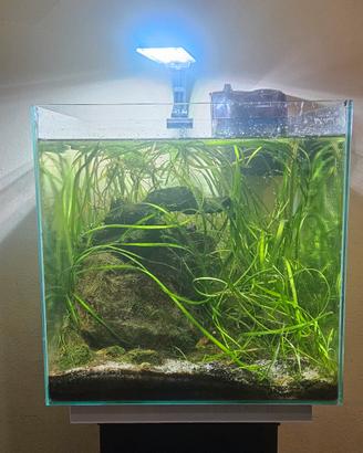 Acquario 