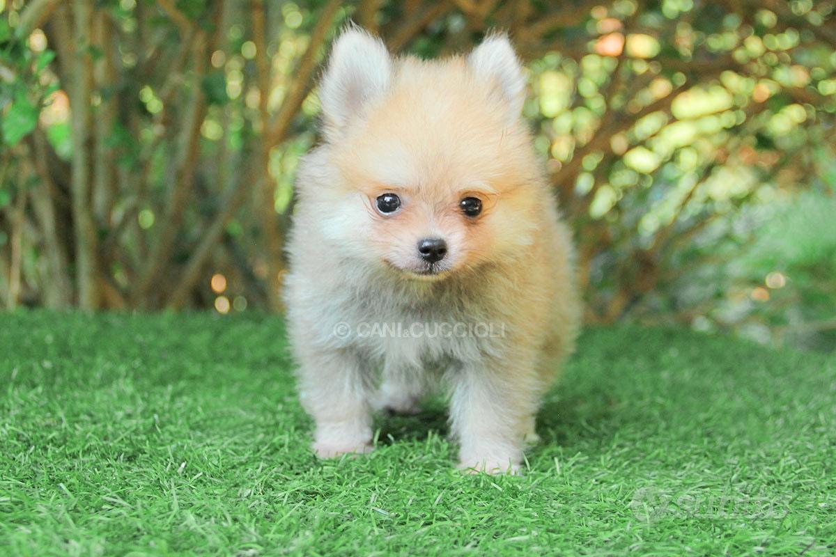 Subito Allevamento Cuccioli Cucciolo di Volpino di Pomerania Toy Animali In vendita a Milano
