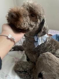 Lagotto romagnolo di 4 anni