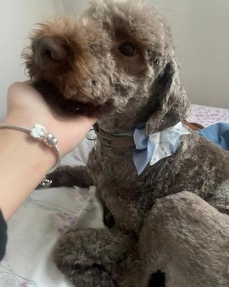 Lagotto romagnolo di 4 anni