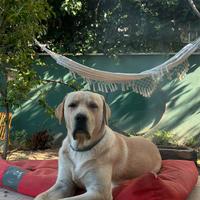 Maschio Labrador americano da monta