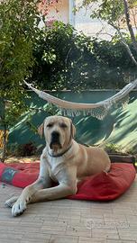 Maschio Labrador americano da monta