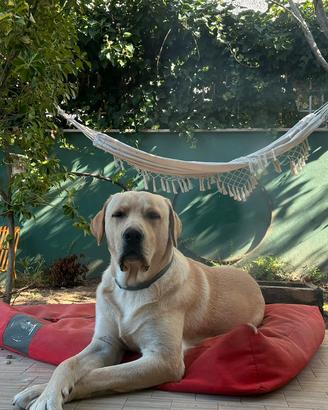 Maschio Labrador americano da monta