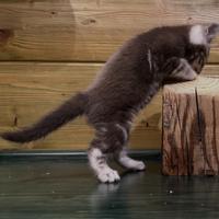 Cuccioli di pura razza bengala