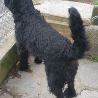 Shnauzer gigante per monta