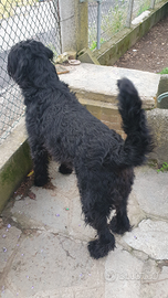 Shnauzer gigante per monta